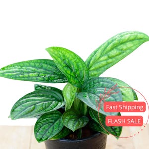 Monstera Sp Peru - Etsy