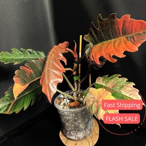 sansevieria starfish Sansevieria Starfish Boncell Black 4"  Spotted Leaf Plant Company