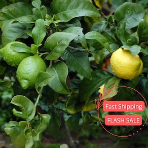 May include: A lemon tree branch featuring several green, unripe lemons and one bright yellow, ripe lemon. The leaves are dark green, oval-shaped, and have a glossy texture. Small water droplets are visible on the surface of the fruit and leaves.