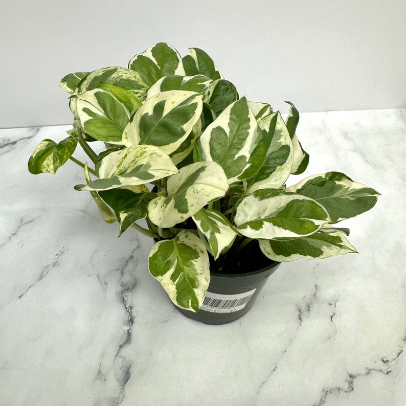 NYCitySucculents Pothos N'joy - Thumbnail 4