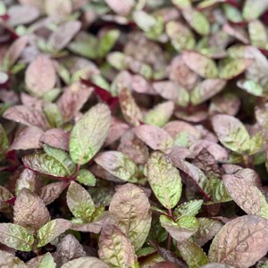 Puede incluir: Primer plano de un grupo de peque&ntilde;as plantas con hojas ovaladas. Las hojas muestran una mezcla de colores, incluyendo verde, burdeos y rosa. La planta tiene una apariencia densa y texturizada, lo que sugiere una planta tapizante o de macizo.