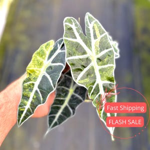 Alocasia Polly Variegated Live Plant SALE | Alocasia Corm Variegata Rooted | Indoor Tropical House Plants Gifts | Cutting Outdoor Houseplant
