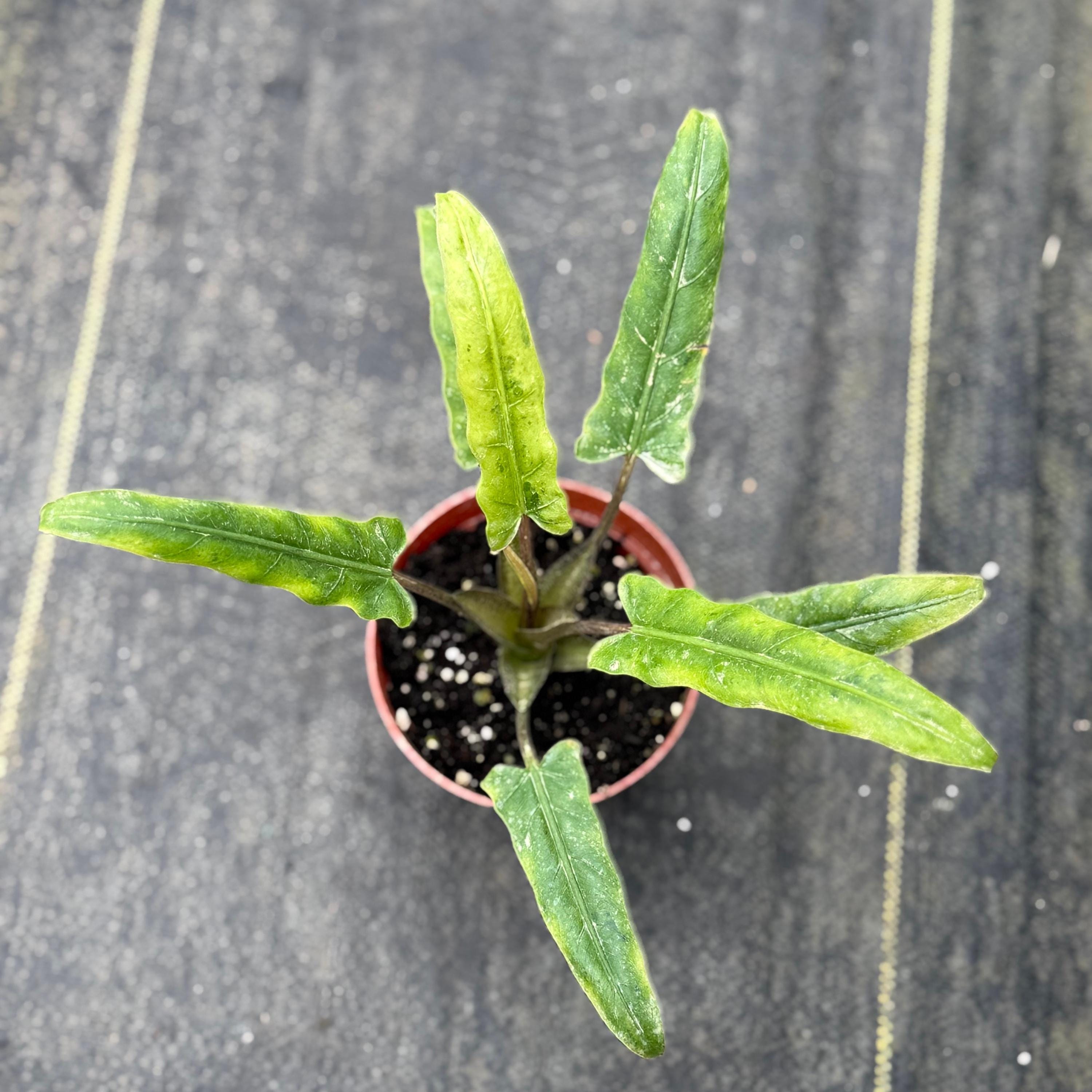 Alocasia Lauterbachiana Mint Live Plant | Alocasias Corm Rooted