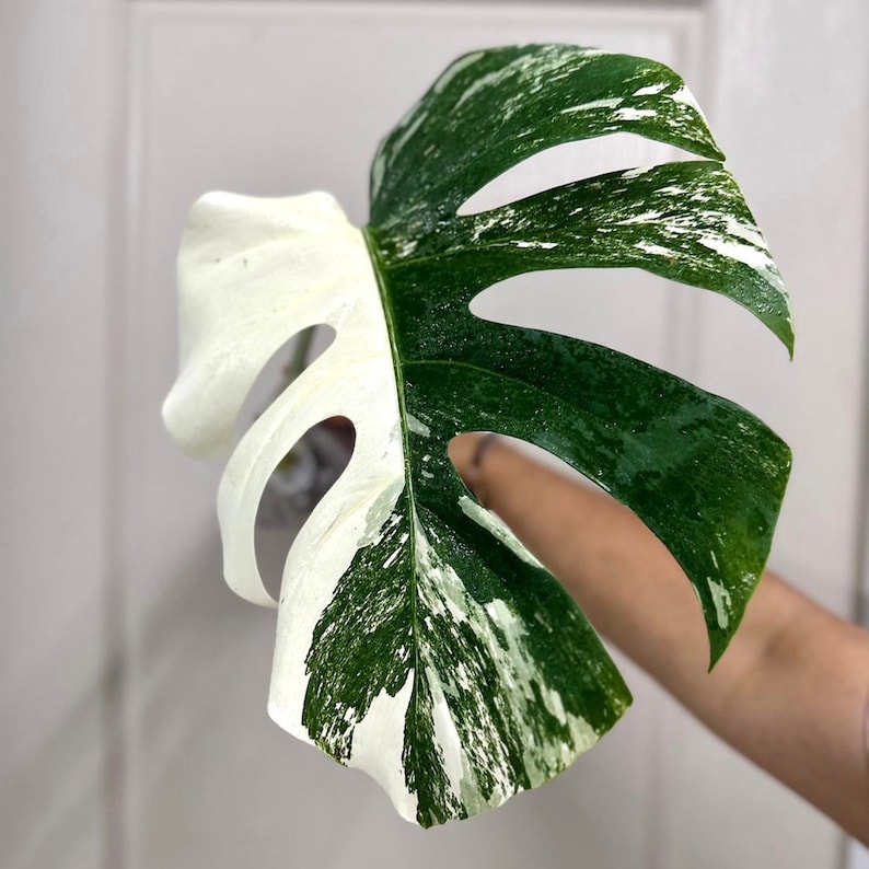 Monstera Albo Cutting Large Variegated Monstera Albo Starter Plant White Albo Monstera Plant Rare Plants Houseplants Plant Gifts image 3