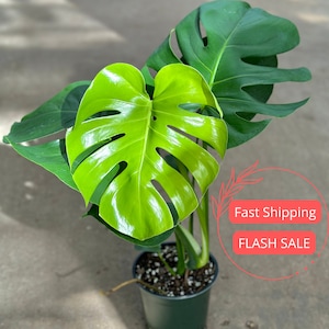 Large Monstera Deliciosa Plant | Gorgeous Monstera Swiss Cheese Plant | Monstera Plants for Indoors | Starter Plants | Beginner Houseplants