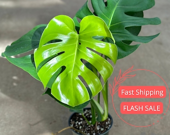 Large Monstera Deliciosa Plant | Gorgeous Monstera Swiss Cheese Plant | Monstera Plants for Indoors | Starter Plants | Beginner Houseplants