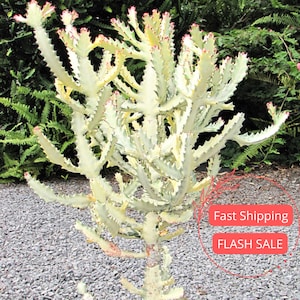 May include: A tall, light green Euphorbia plant with spiky, branching stems and small red tips. The plant is set against a backdrop of green foliage and small gray pebbles.