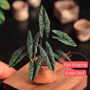 Alocasia Scalprum Large | Rare Alocasia Corm Fully Rooted | Alocasia Scalprum Plant Starter Plant Full | Easy Care Plant Gifts