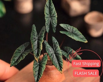 Alocasia Scalprum Large | Rare Alocasia Corm Fully Rooted | Alocasia Scalprum Plant Starter Plant Full | Easy Care Plant Gifts