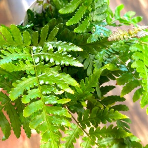Op de afbeelding: Een close-up van een weelderige groene varenplant met delicate bladeren. De plant staat in een pot, maar de pot is niet zichtbaar op de afbeelding.