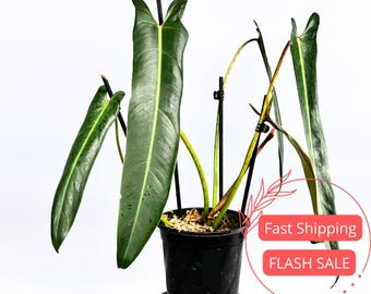 Philodendron Sp. Silver Angel - Etsy