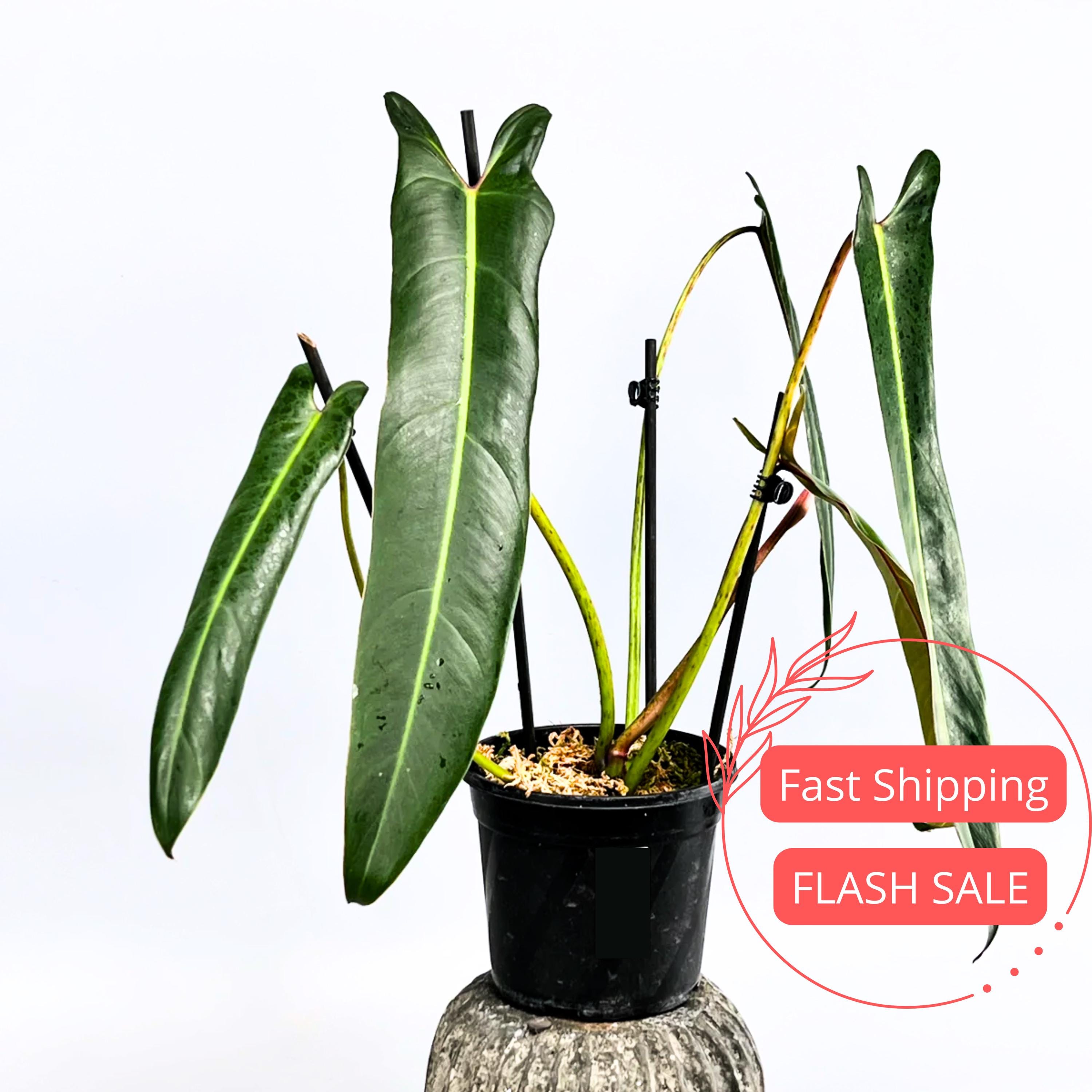 philodendron mayoi care Philodendron