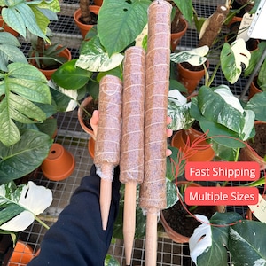 May include: Three brown coco coir poles of varying sizes, with wooden stakes, for supporting climbing plants.