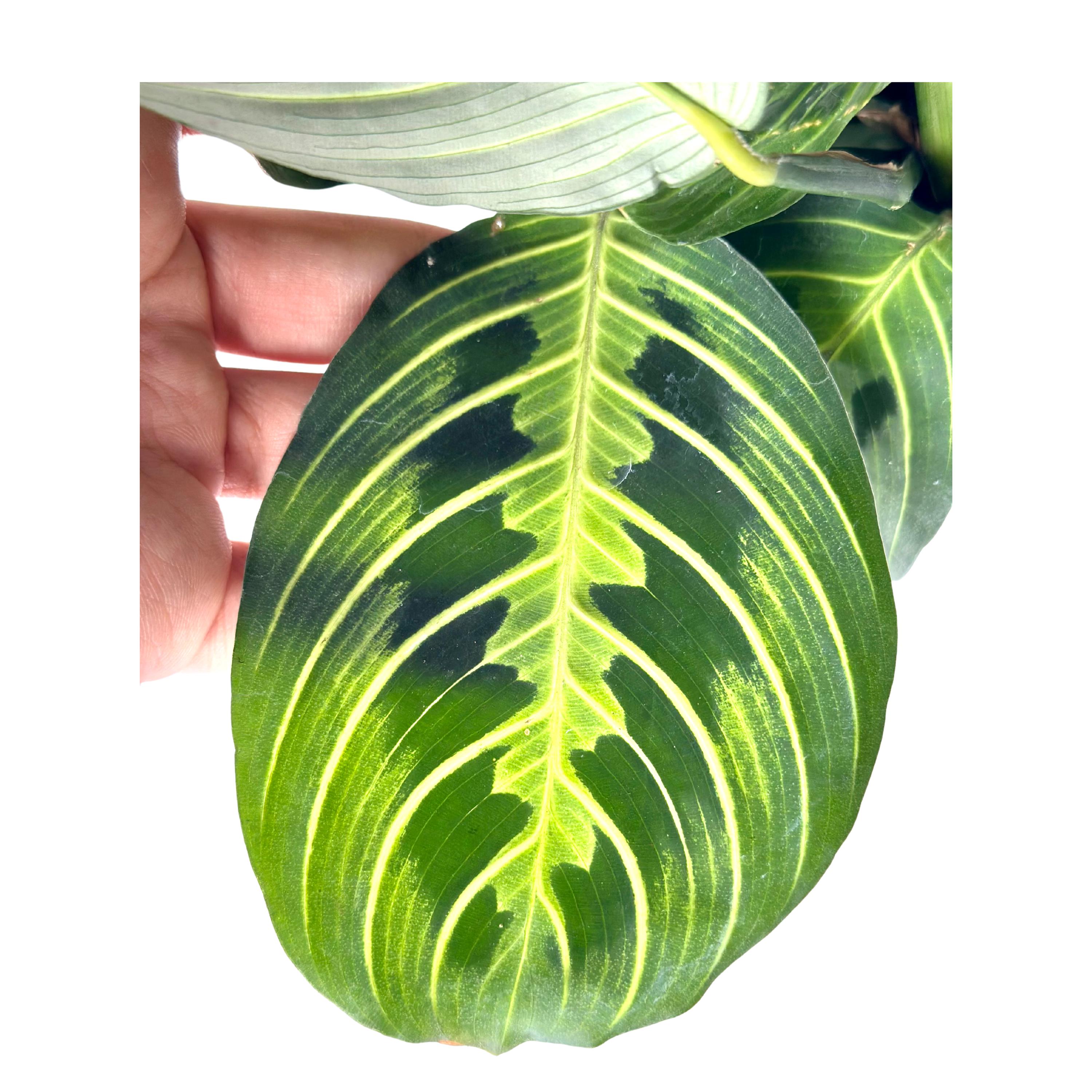 Calathea Lemon Lime Maranta Live Plant | Prayer Plant Maranta Leuconeura Lemon  Lime House Plants | Indoor Tropical Pet Safe Houseplant Gifts - Etsy