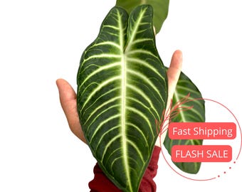 philodendron fibraecataphyllum Philodendron fibraecataphyllum main image 0