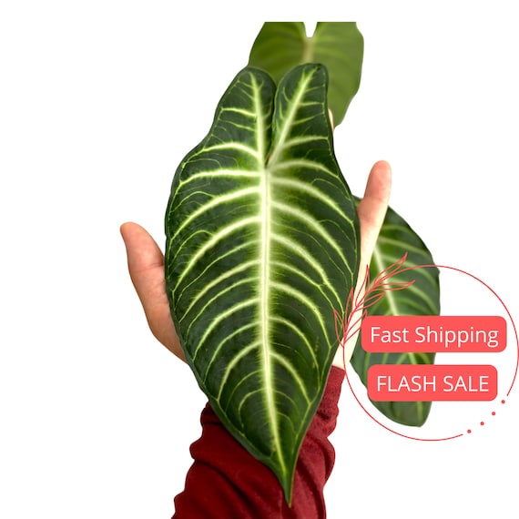 Xanthosoma Lindenii House Plants Live | Caladium Lindenii Magnificum Full  Plant | Fully Rooted Tropical Houseplants | Beginner Plant Gifts - Etsy