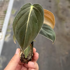 May include: Close-up of a Philodendron Melanochrysum plant. The leaves are a deep green with a prominent light-yellow central vein. The new leaf is a bronze color. The plant is held in a hand, showing the root system.