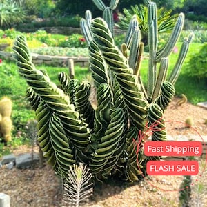 Crazy Cactus - Etsy