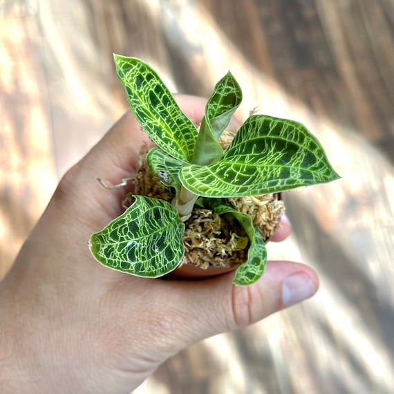 Macodes Petola Lightning Jewel Orchid Live Plant | Ludisia V