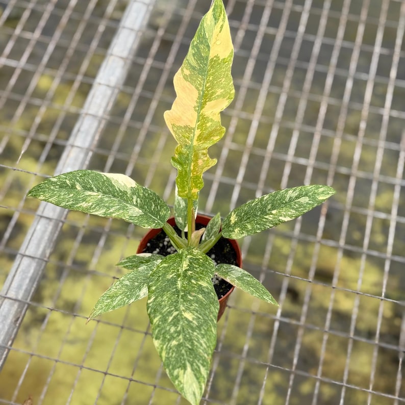 NYCitySucculents Philodendron Ring of Fire Plant - Thumbnail 3