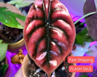 Alocasia Cuprea 'red Secret': Copper Metallic Indoor Plant (4