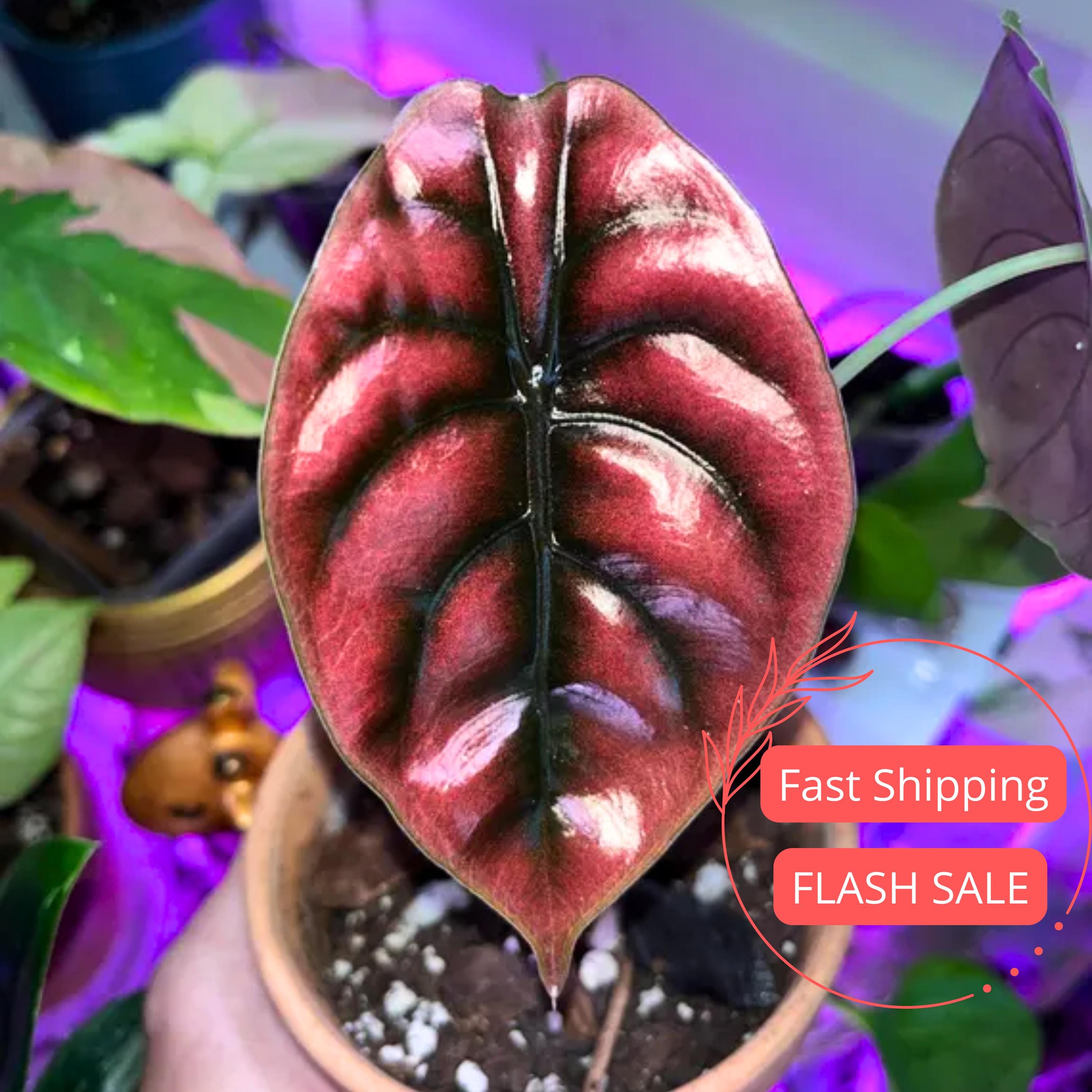 Alocasia Cuprea Pink Variegated - Etsy