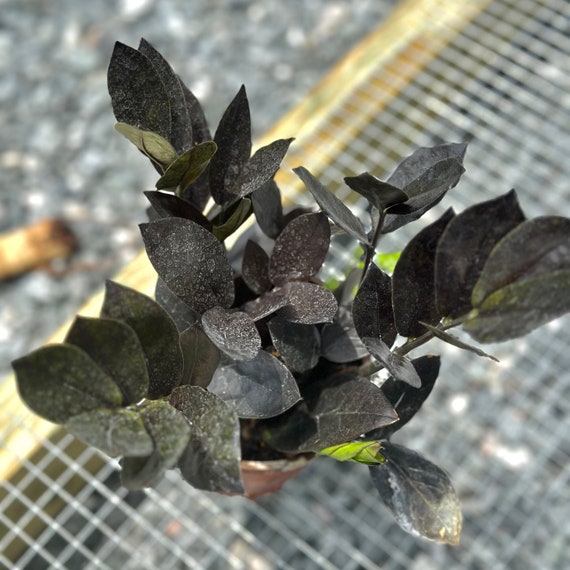 Zz Plant Black Queen Large | Fully Rooted Zz Plants | Zz