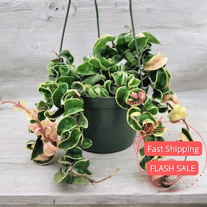 Hoya Compacta Hindu Rope Variegated Live Plant