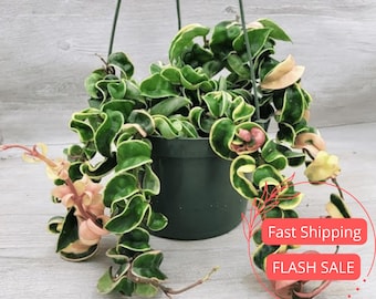 Hoya Compacta Variegada (Planta Viva) / Hoyas Hindu Rope Variegata (Plantas de Inicio) / Plantas de Interior para Principiantes / Esquejes de Hoya (Planta Rara) (Regalo)