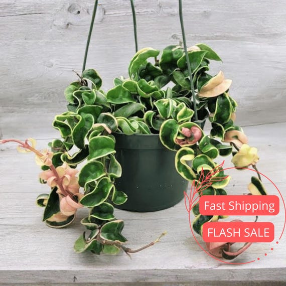 Hoya Compacta Variegated Live Plant | Hoyas Hindu Rope Variegata Starter Plants | House Plants for Beginner | Hoya Cuttings Rare Plant Gift