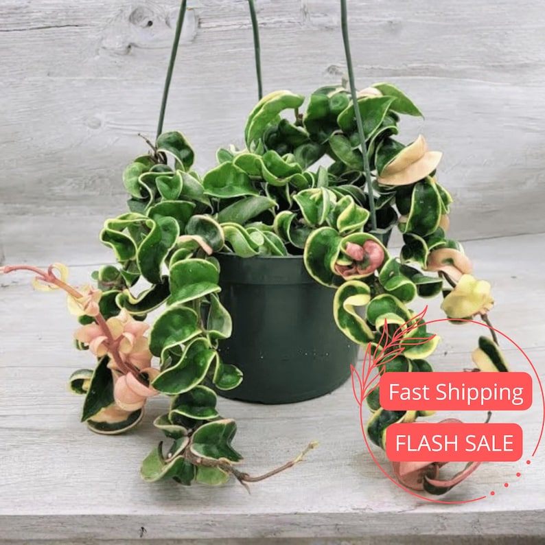 Hoya Compacta Hindu Rope Variegated Live Plant