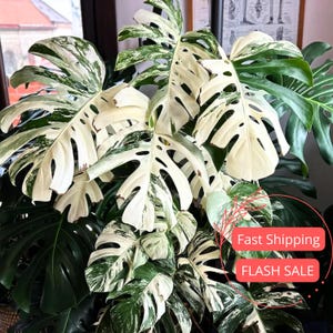 Monstera Albo Variegata White Tiger - Etsy