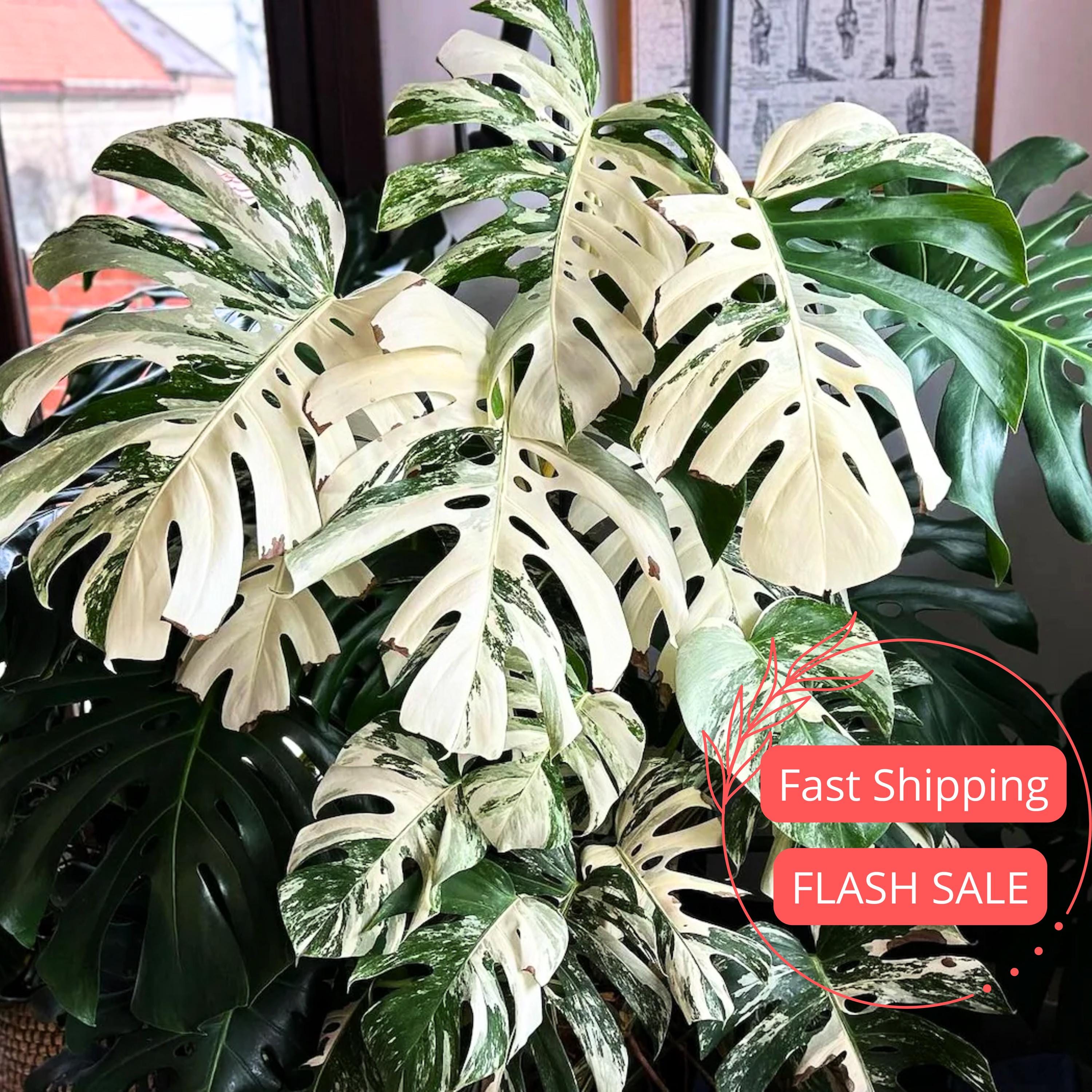 Monstera Albo Variegata White Tiger - Etsy