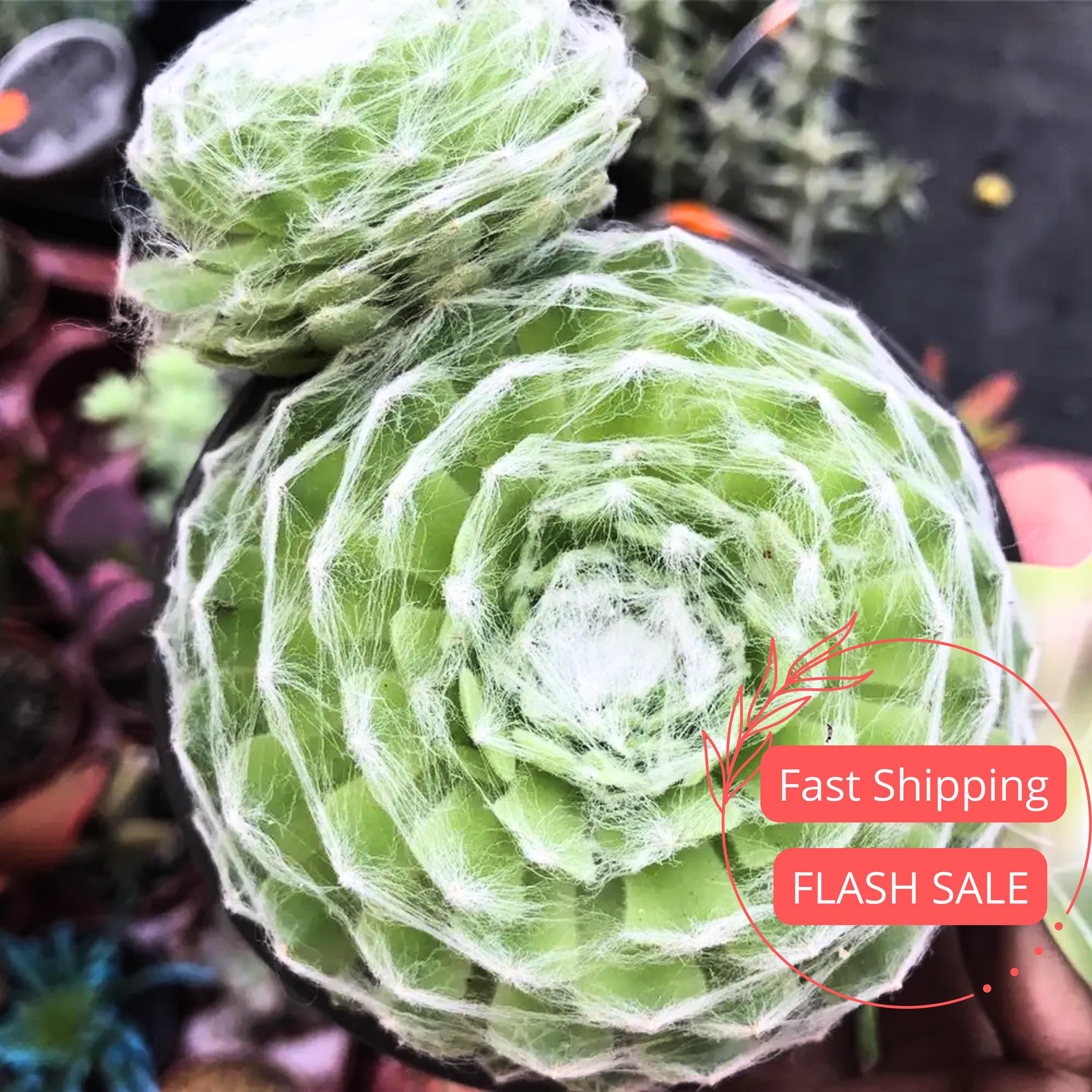 outdoor clay plant pots Classic Pot