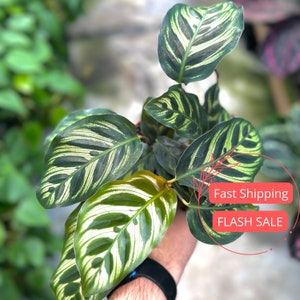 Calathea Makoyana Lush | Calathea Medallion Starter Plant | Rooted Calathea Plant | Prayer Plants | Houseplants | Plant Gifts | Roseopicta