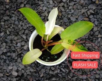 Snowdrift Philodendron Large Tissue Culture | Variegated Philodendron Snow Drift Starter Plant | Rare Plants | Indoor Plants | Cuttings