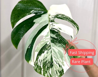 Monstera Albo Cutting Large | Variegated Monstera Albo Starter Plant | White Albo Monstera Plant | Rare Plants | Houseplants | Plant Gifts
