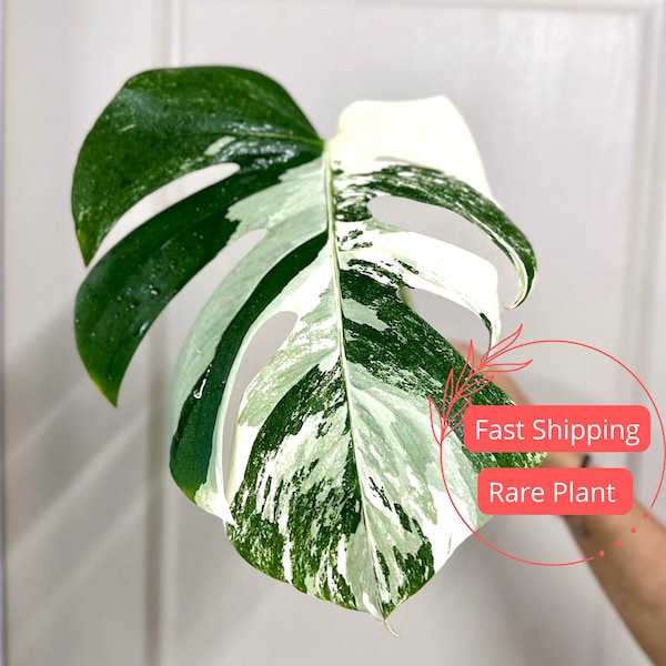 Monstera Albo Cutting Large | Variegated Monstera Albo Starter Plant | White Albo Monstera Plant | Rare Plants | Houseplants | Plant Gifts