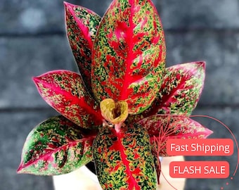 Aglaonema Red Stardust Live Plant | Aglaonemas Starter House Plants | Chinese Evergreen Houseplants Cutting | Indoor Outdoor Garden Gift