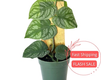 Monstera Dubia Live Plant | Climbing Monstera Starter House Plants | Shingle Plant | Variegated Rare Houseplants | Plant Gifts | Albo