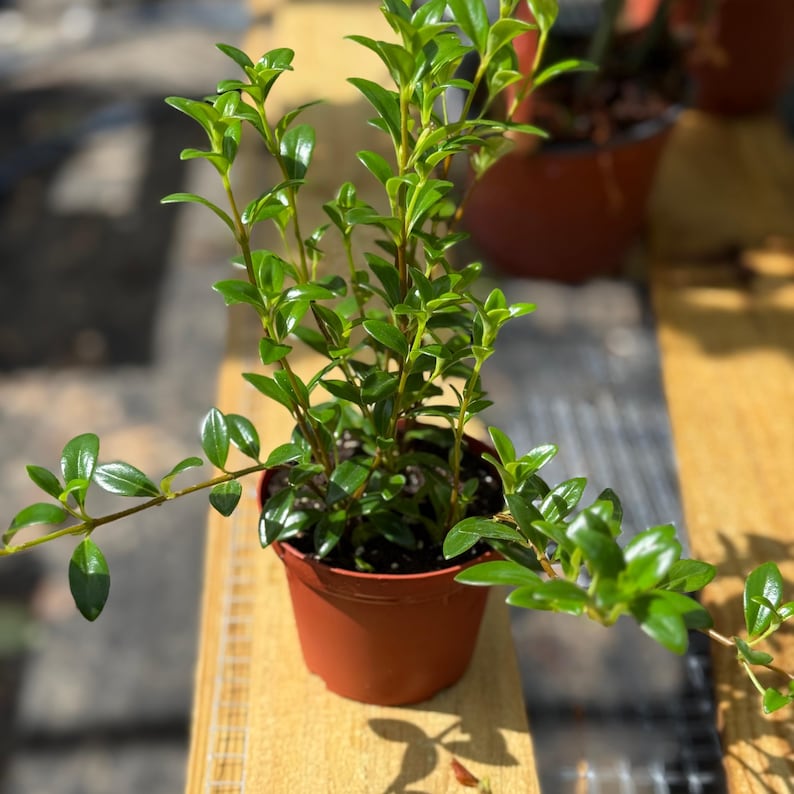 NYCitySucculents Goldfish Plant