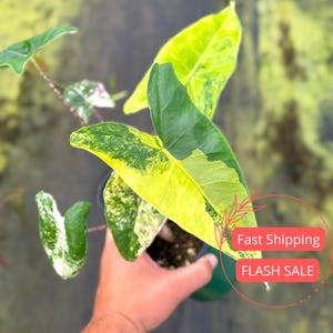 Alocasia Zebrina Variegated Live Plant SALE | Alocasia Corm Tiger Aurea Variegation Rooted | Rare Indoor Tropical House Plants | Plant Gifts