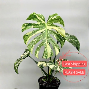 Albino Monstera Deliciosa - Etsy