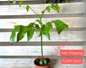 Lucky Bean Plant Live | Erythrina Lysistemon Tree Plants | House Plants for Beginner | Houseplants for Indoor Outdoor Garden Gifts | Unique