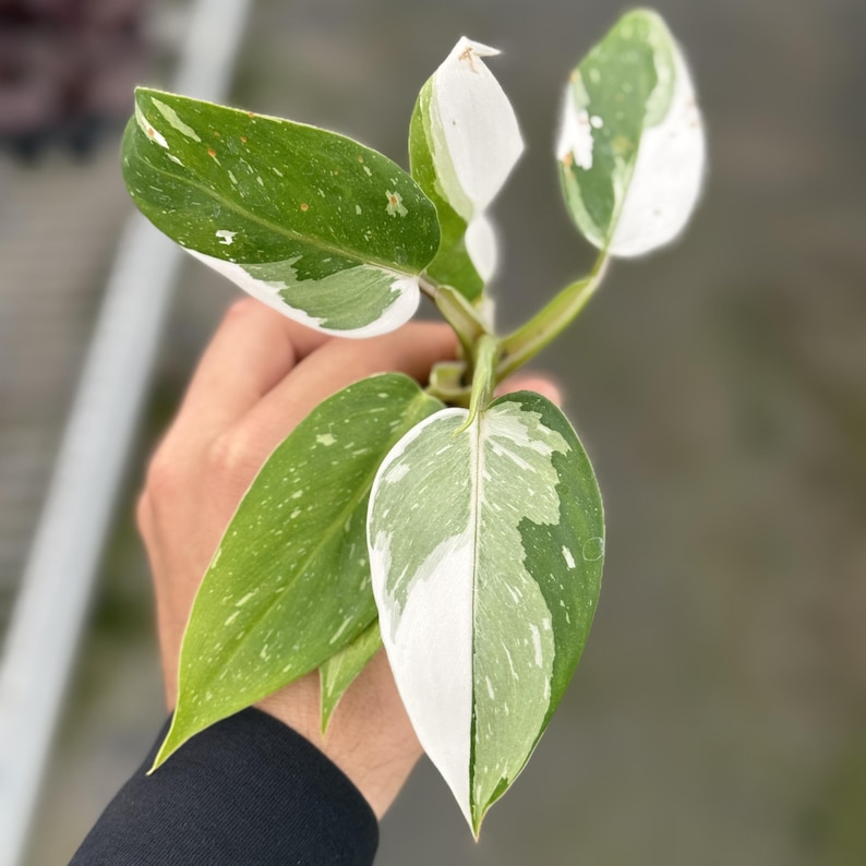 May include: Close-up of a plant with green and white variegated leaves. The leaves have a speckled pattern and are held in a hand against a blurred background. The plant's stem is visible, and the leaves are a mix of solid white and green with white speckles.