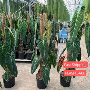 Philodendron Melanochrysum Live Plant