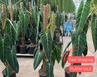 May include: Large, dark green Philodendron plants with prominent veining in their leaves are displayed in black pots. The plants are supported by brown poles. The background shows a greenhouse setting with other plants and equipment.
