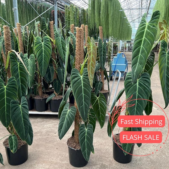 Philodendron Melanochrysum Live Plant | Velvet Leaf Philodendron Plants | Black Gold House Plants | Indoor Houseplants Outdoor Garden Gifts