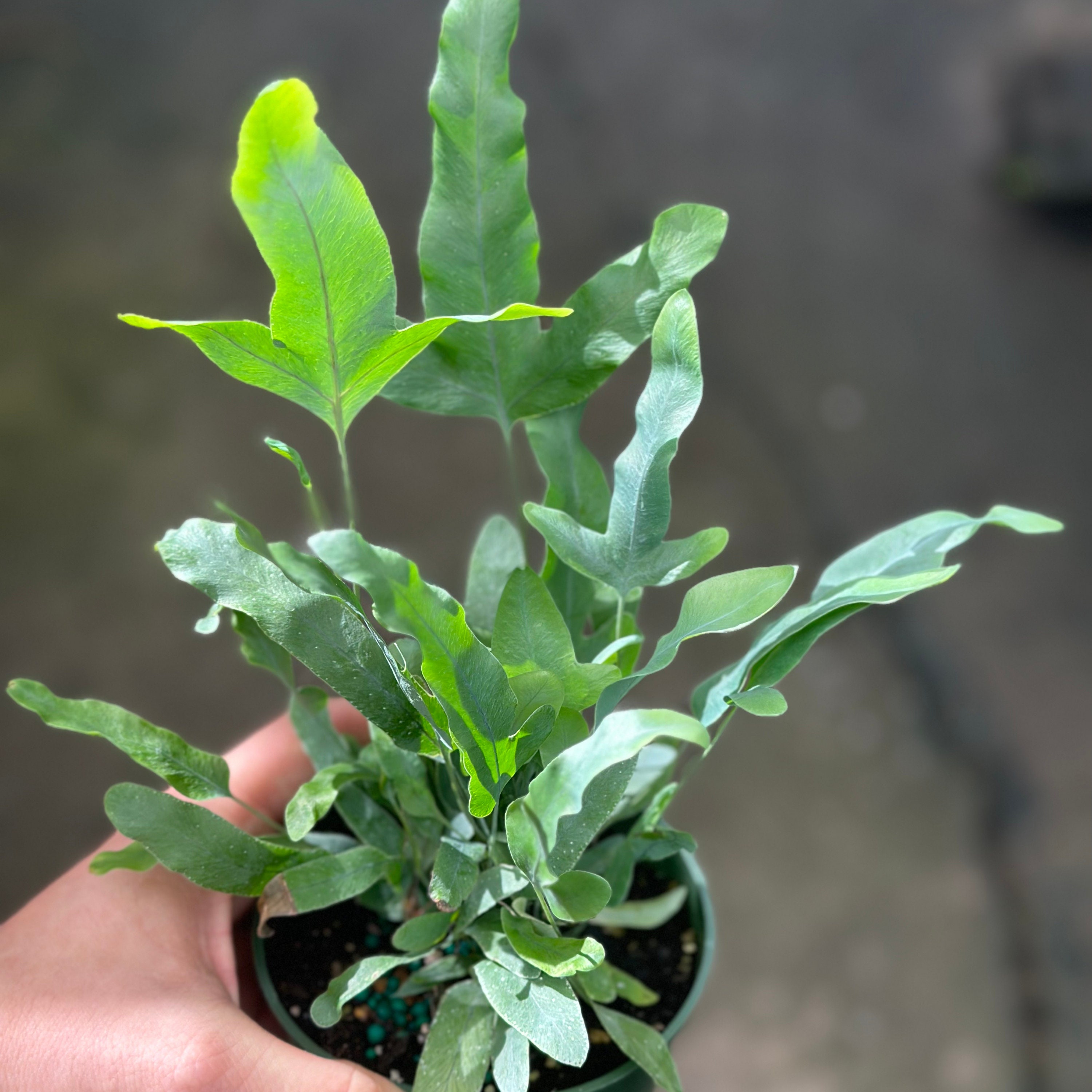 Blue Star Fern Large | Fully Rooted Fern Plant Live | Bluestar Fern Starter  Plant Super Full | Rare Houseplants | Indoor Plants | Plant Gift - Etsy
