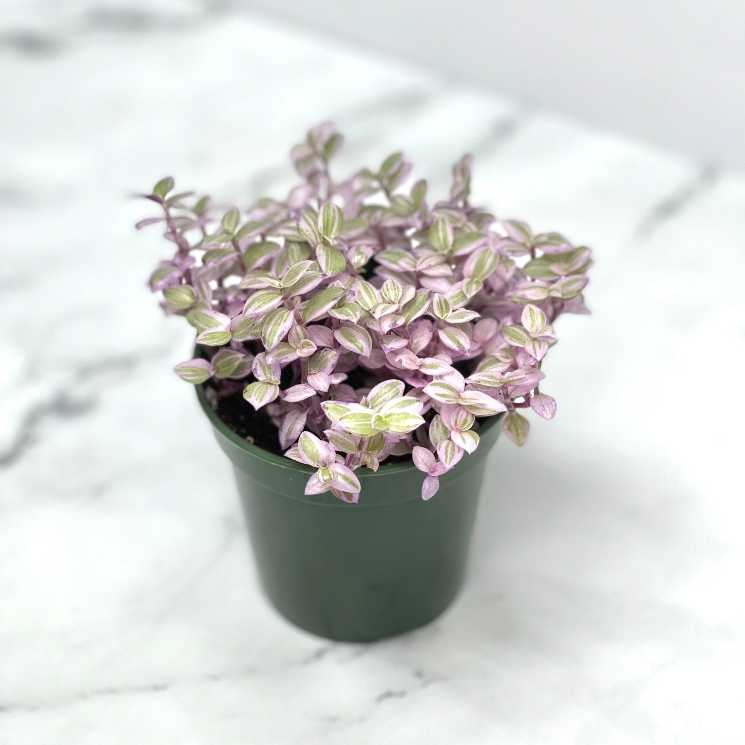 knstliche blumen online kaufen Edler Calla-Strau aus Seidenblumen
